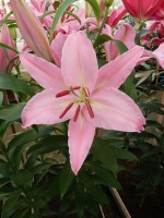 [4328 Justina VZ No02.JPG]